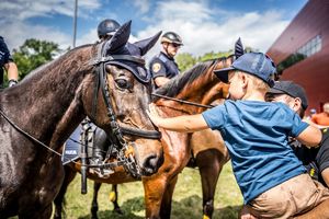 Pokaz koni służbowych policji  i straży miejskiej.