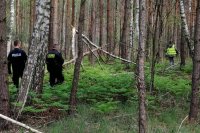 policjanci przeszukują las podczas  poszukiwań osoby zaginionej