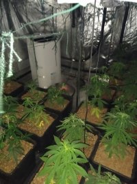 przejęta przez policję uprawa marihuany, na zdjęciu rośliny marihuany które uprawiane były w specjalnym namiocie