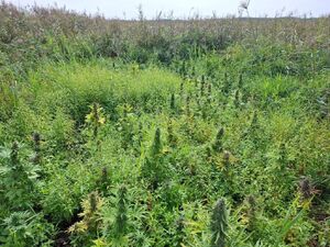 miejsce prowadzonej uprawy konopi, na zdjęciu krzewy, trawa.