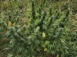 plantacja roślin konopi indyjskich